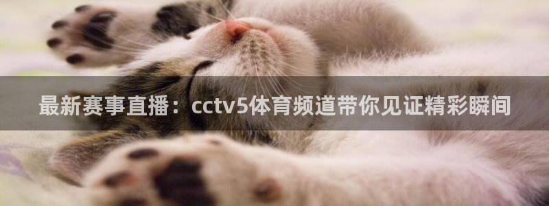 熊猫体育平台直播