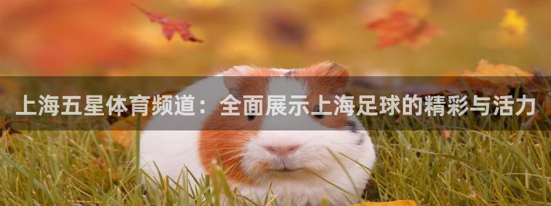 熊猫杯足球直播：上海五星体育频道：全面展示上海足球的精彩与活力
